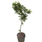 Árbol Mahogany