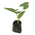 Tropical - Camacho Verde