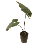 Tropical - Camacho Morado