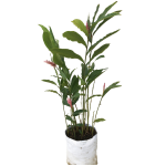 Tropical - Ginger Rosado