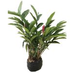 Tropical - Ginger Rojo (Grande)