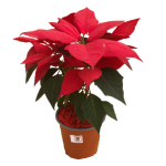 Premium - Flor de navidad roja