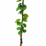 Árbol Pata de Vaca - Bauhinia Aculeata